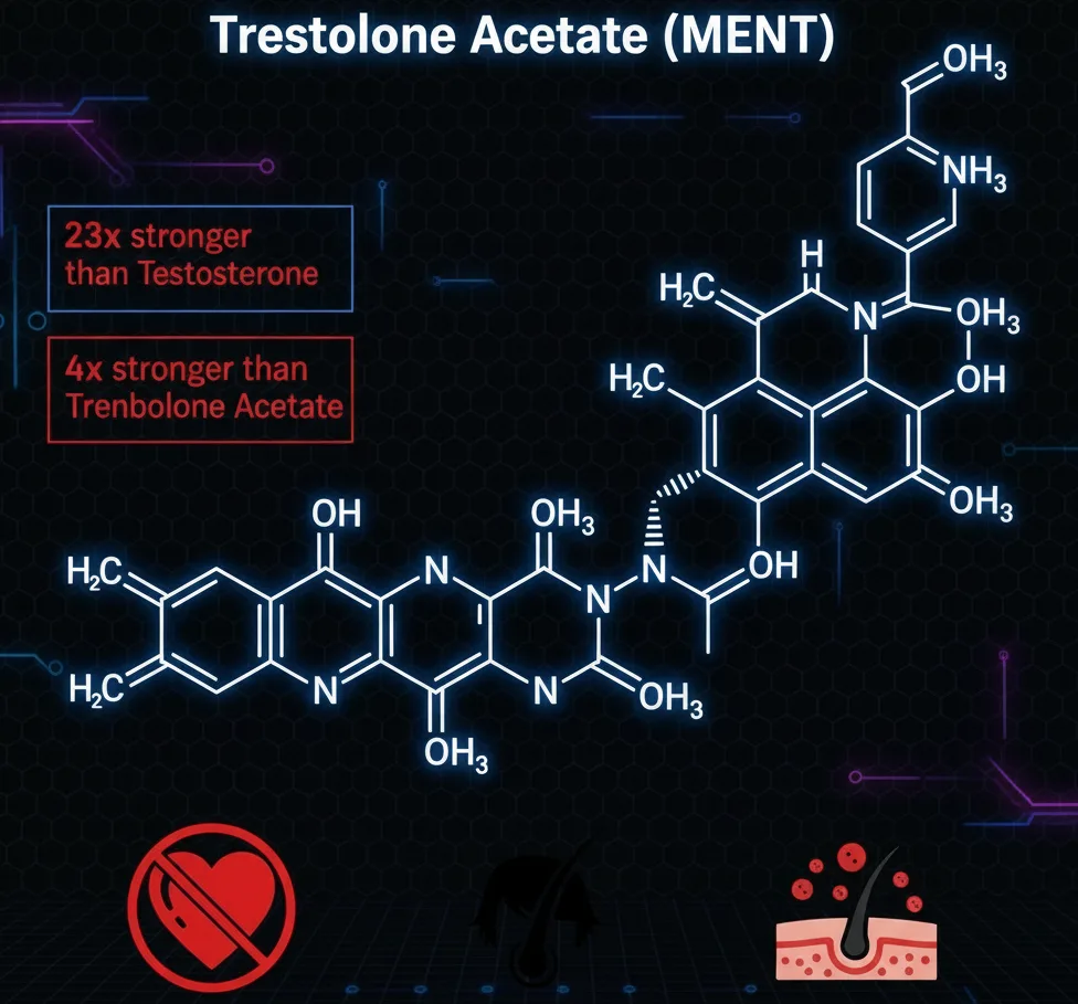 MENT (Acetato de Metilnortestosterona): Um dos esteroides anabolizantes mais potentes - Featured image for article about steroid education